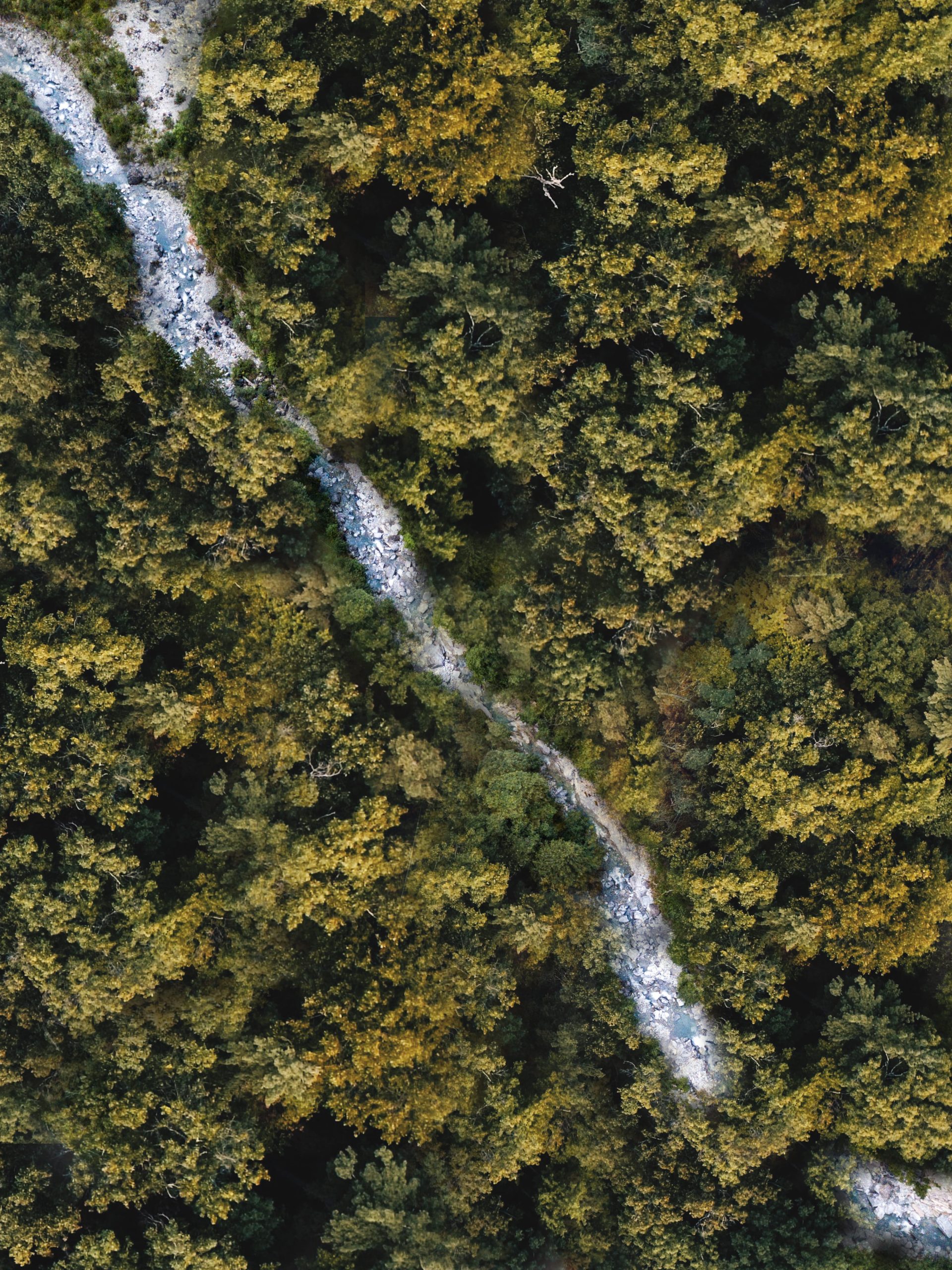 aerial view of a river and trees. picture taken with a drone